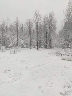 WINTER WONDERLAND PICTURE