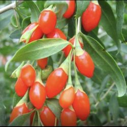 Wolfberry Berry Goji Berry Seedling Live Plant Tree (Lycium barbarum) - Lycium 1 Gallon 