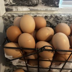 Fresh Eggs
