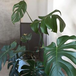 Monstera Deliciosa Plant