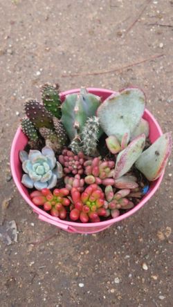 Gorgeous Potted Succulent Medley/Succulent Collage/Sorted Succulents