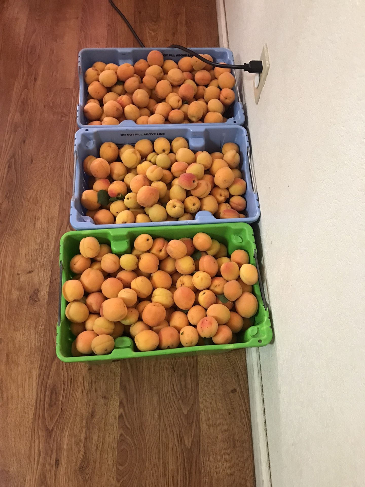 Chabacano Fresco / Fresh Apricots for Sale in Galt, CA OfferUp