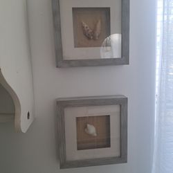 Beautiful Shadow Boxed Seashells 