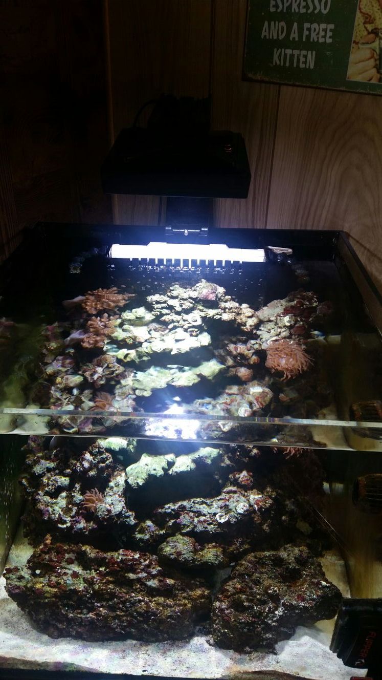 SCA 50 Gallon Starfire Glass, vortech.