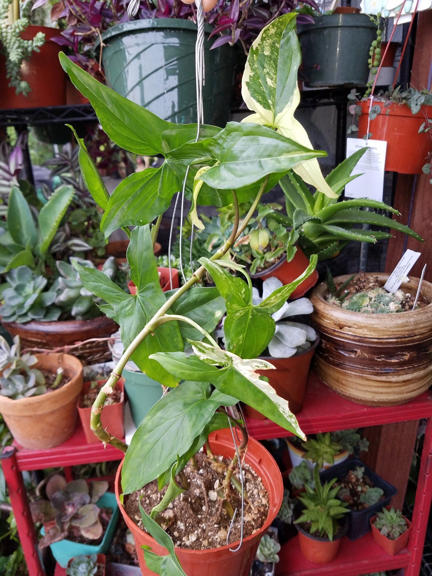 Large Rare Variegated Syngonium Plant