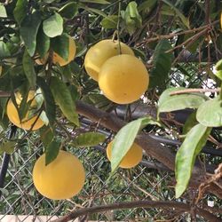 Limones Amarillos. 75c Libra.