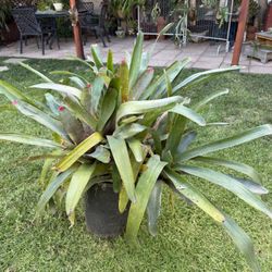 Huge Bromeliad With Multiple Healthy Pups 