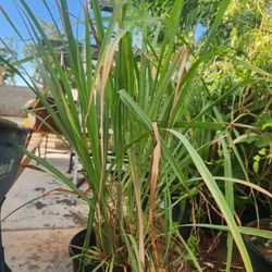Lemon Grass 