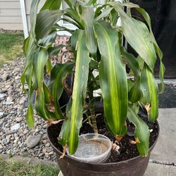 Palm Tree And A Bamboo Tree 