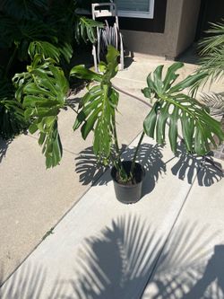 Monstera deliciosa
