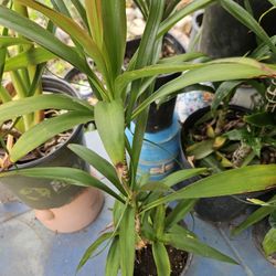 Plant
