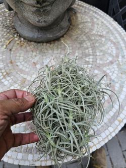 Tillandsia Airplant Gallito Del Aire