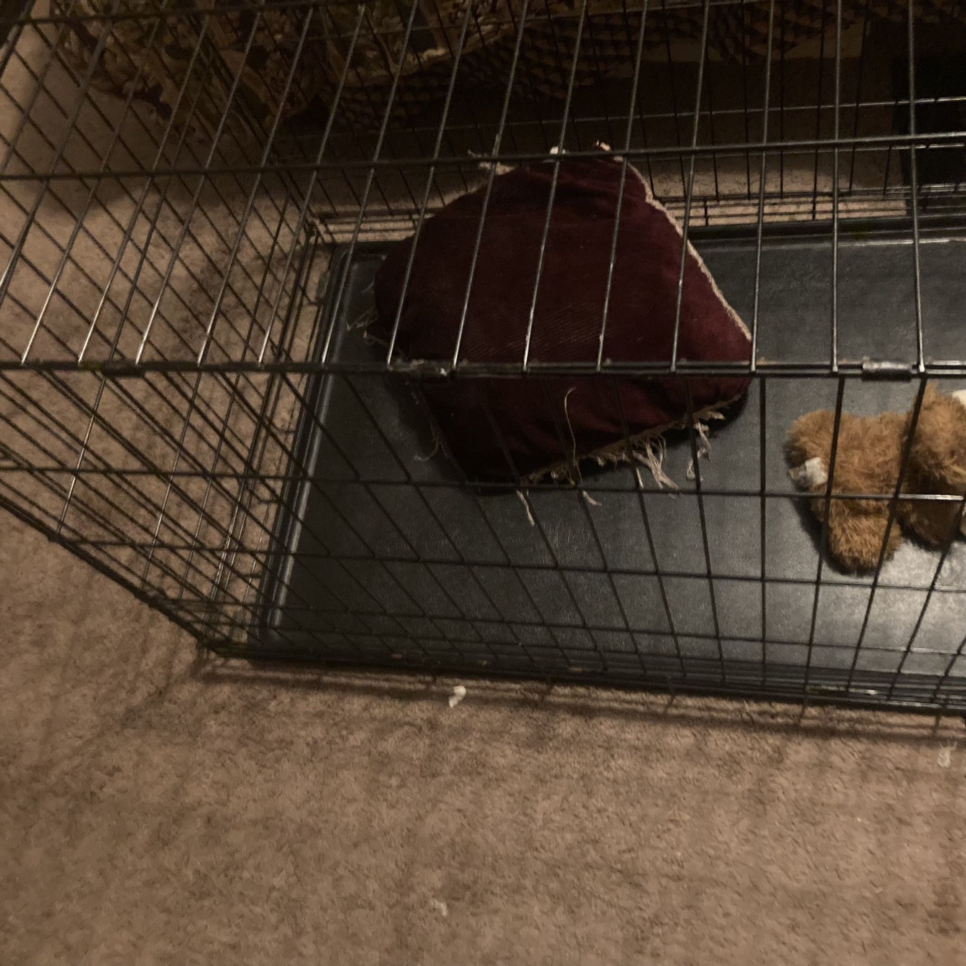 Medium Dog Kennel