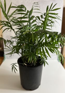 House Plant - Parlor Palm