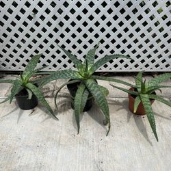 ALOE VERA PLANTS IN POT FOR SALE IN LARGO 
