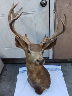 Antique deer mount taxidermy