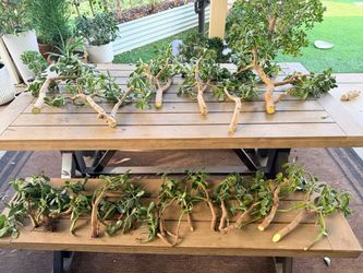 Jade Succulent Cuttings