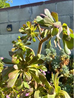Aeonium plant (succulent)