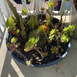 Round Black Planter W Cacti And Succulents