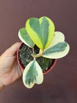 4” variegated hoya kerrii
