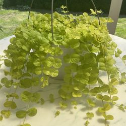 Golden Creeping Jenny ‘Aurea’ Lysimachia Nummularia (Outdoor & Indoor Live Plant)