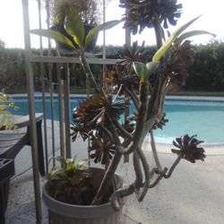 Succulent Plant With Pot