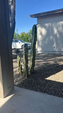 Totem Pole Cactus 4 Feet