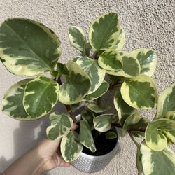 Beautiful Variegated Pepperomia Plant With Pot