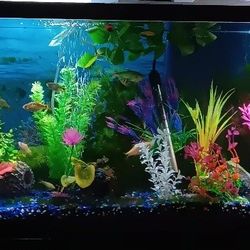 new aquarium plants, decor, supplies!