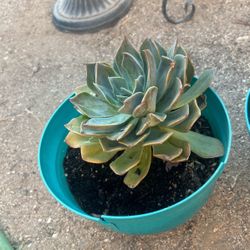 Home Raised Succulents