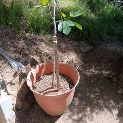 Fig Tree