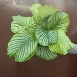 6” calathea orbifolia