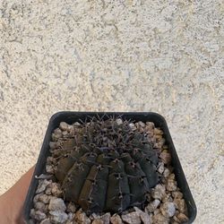 Rare Cactus and Succulents (Prices in Description)