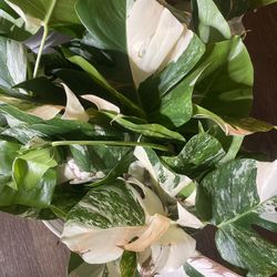 Monstera Albo Cuttings