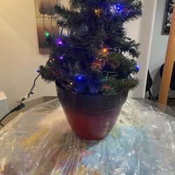 Small Christmas tree for outdoor indoor