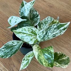 Marble Queen Pothos Plant / Low-Light Friendly / Free Delivery Available  Thumbnail