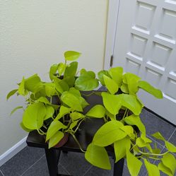 Plant - Neon Pothos - 4 Pots Available - $3 Each