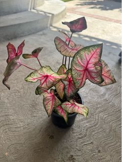 Rare caladium