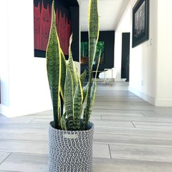 Live Snake Plant In A 12” Haven & Hub Woven Basket With Key Accessory Holder. New #. Rainbow and Blue Diamond.