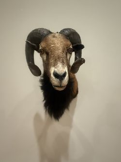 Black Sheep Ram Taxidermy 
