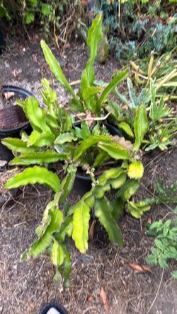 Fruta del Dragon