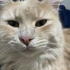 Elias