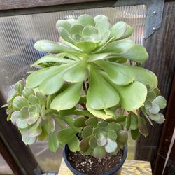 Aeonium Arboreum (Tree-Like)- Houseplant