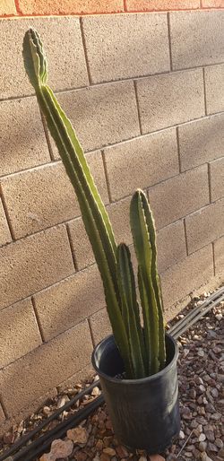Cactus Plant/ Desert Plants/ Succulent