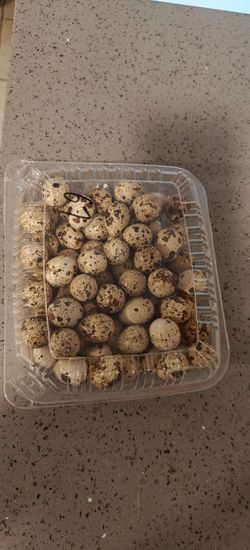quail eggs organic