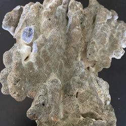 Huge Real Coral For Sale Fish Tank/Aquarium 