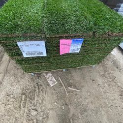 Marathon Sod $3 Per Square Foot 