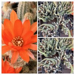 $10 EACH POTTED PEANUT CACTUS PLANT BLOOMS ORANGE-RED FLOWERS  Cash only 