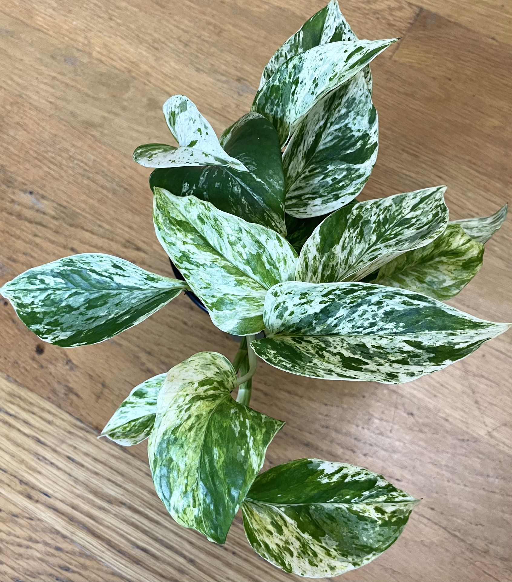Marble Queen Pothos Plant / Low-Light Friendly / Free Delivery Available 