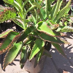 Plantas